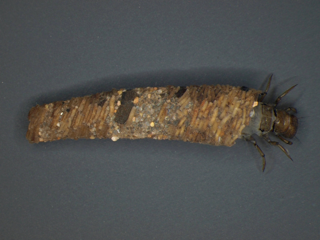 Limnephilus extricatus